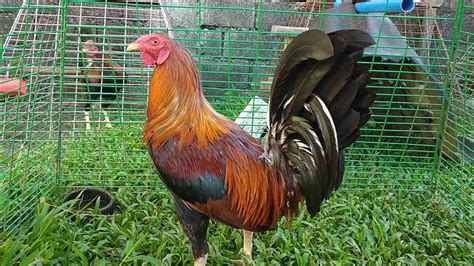 perfection roundhead|perfection Roundhead over gull hen .